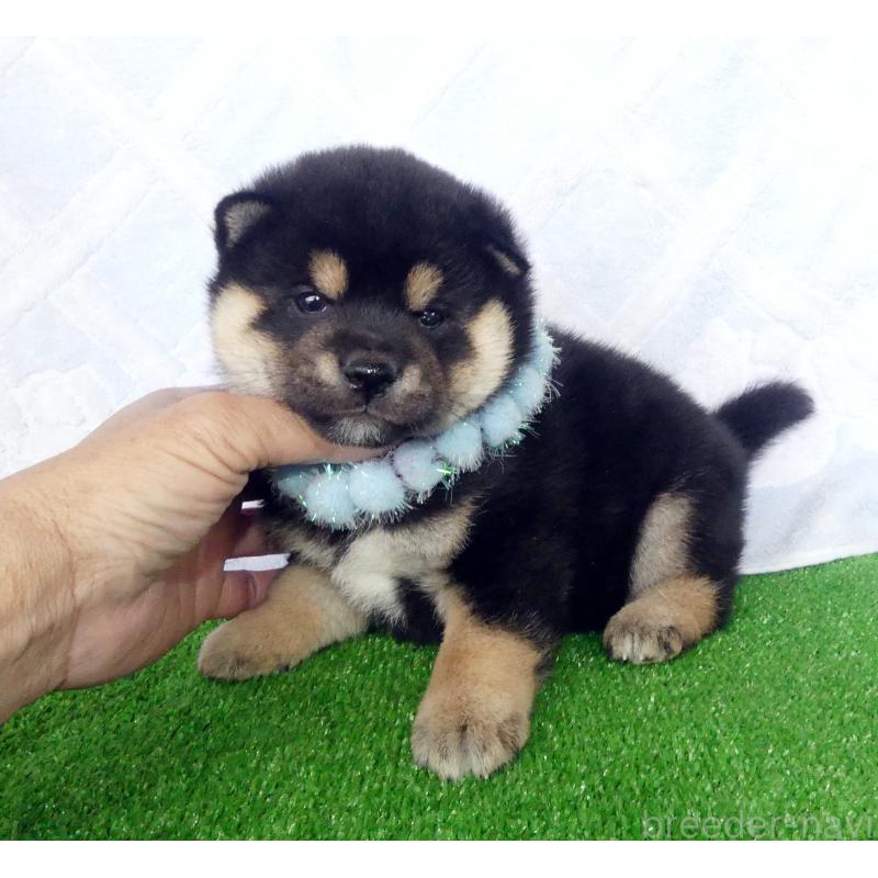 販売中の静岡県の豆柴-450961の1枚目