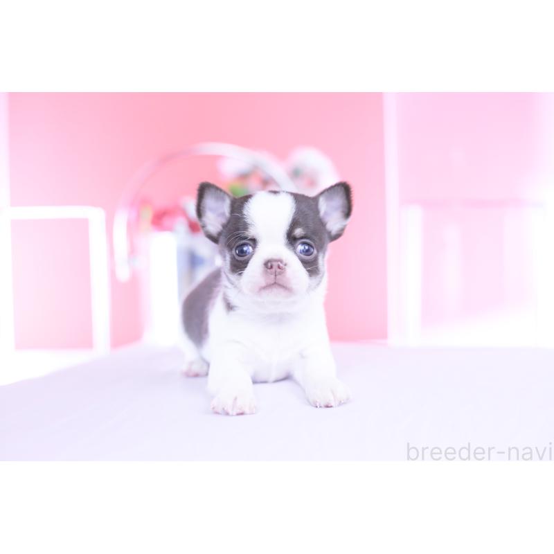 販売中の愛知県のチワワ(スムースコート)-450962の10枚目