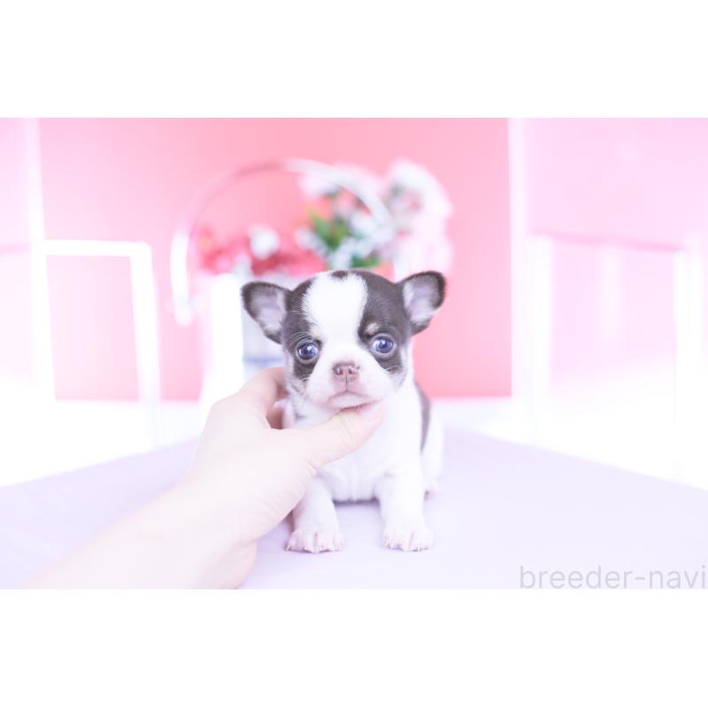 販売中の愛知県のチワワ(スムースコート)-450962の7枚目