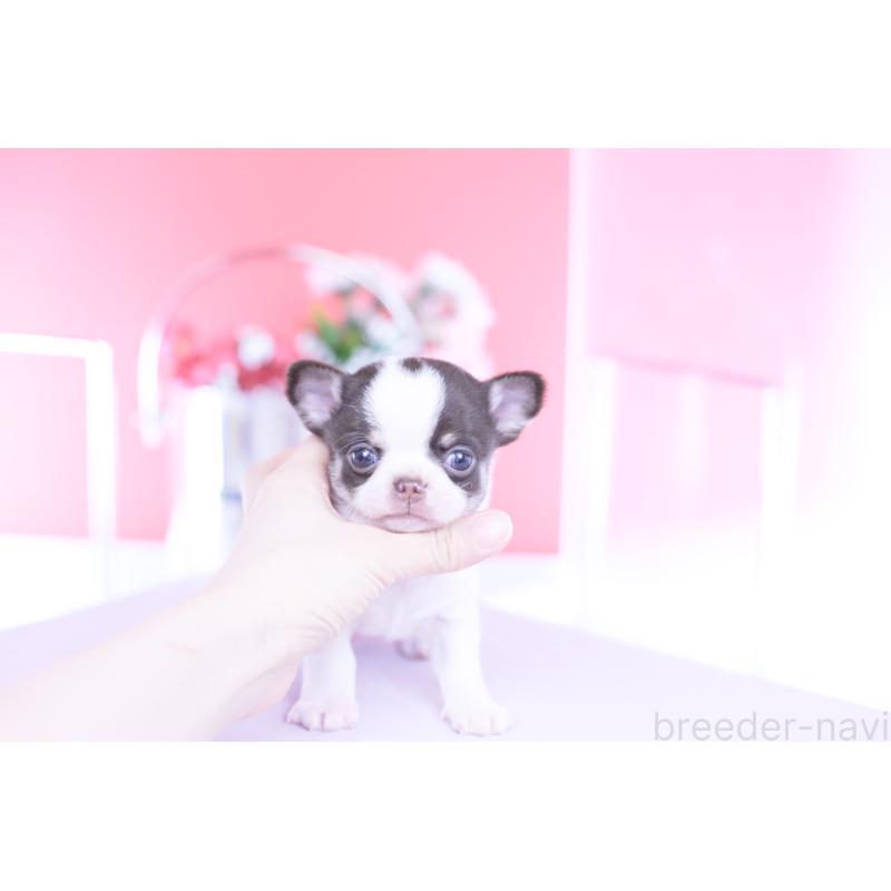 販売中の愛知県のチワワ(スムースコート)-450962の3枚目