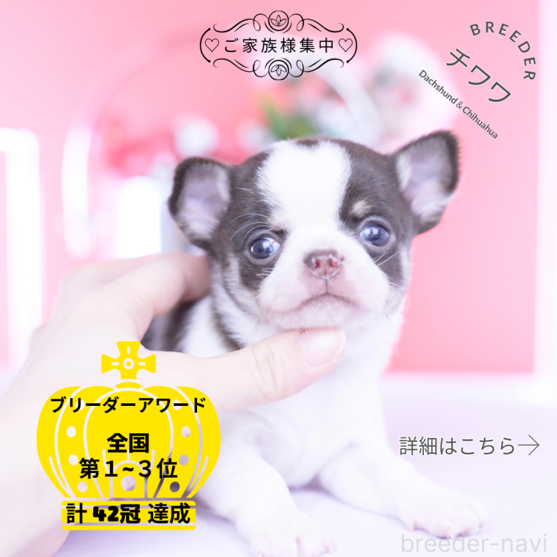 販売中の愛知県のチワワ(スムースコート)-450962の1枚目