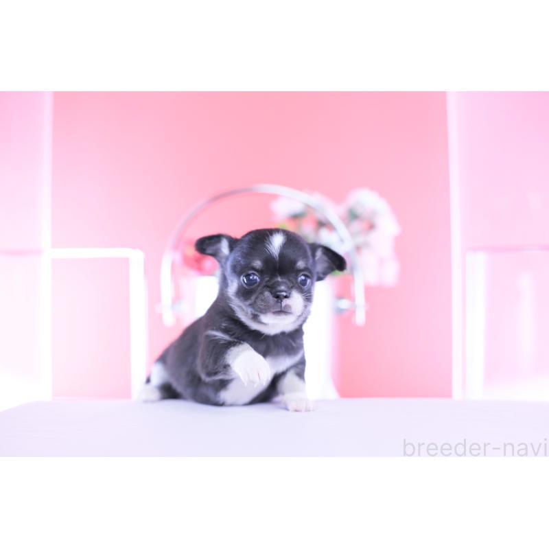 販売中の愛知県のチワワ(スムースコート)-450964の8枚目