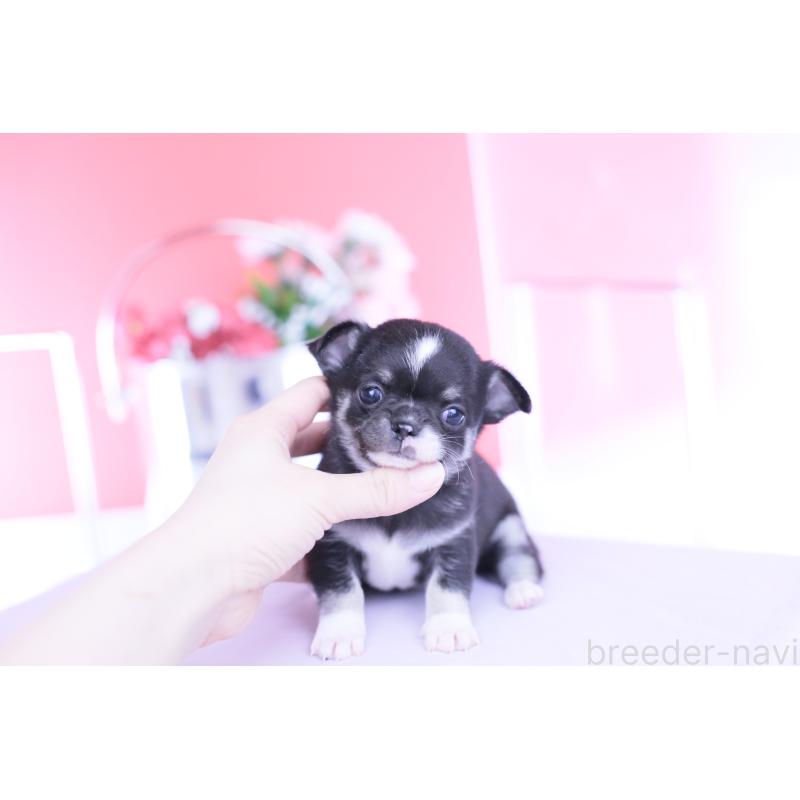 販売中の愛知県のチワワ(スムースコート)-450964の5枚目