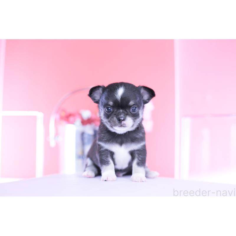 販売中の愛知県のチワワ(スムースコート)-450964の3枚目