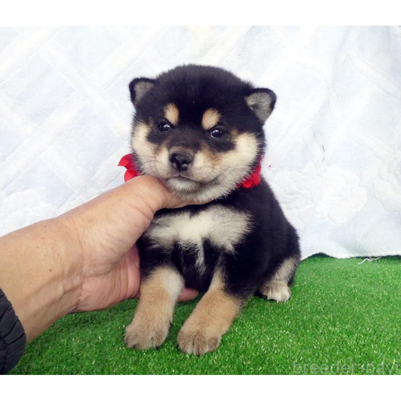 販売中の静岡県の豆柴-450963の5枚目