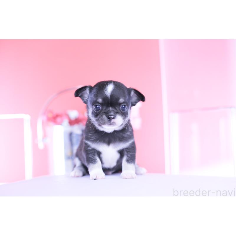 販売中の愛知県のチワワ(スムースコート)-450964の2枚目