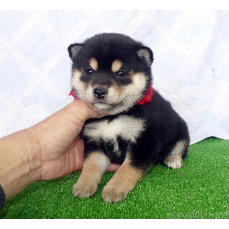 販売中の静岡県の豆柴-450963の4枚目