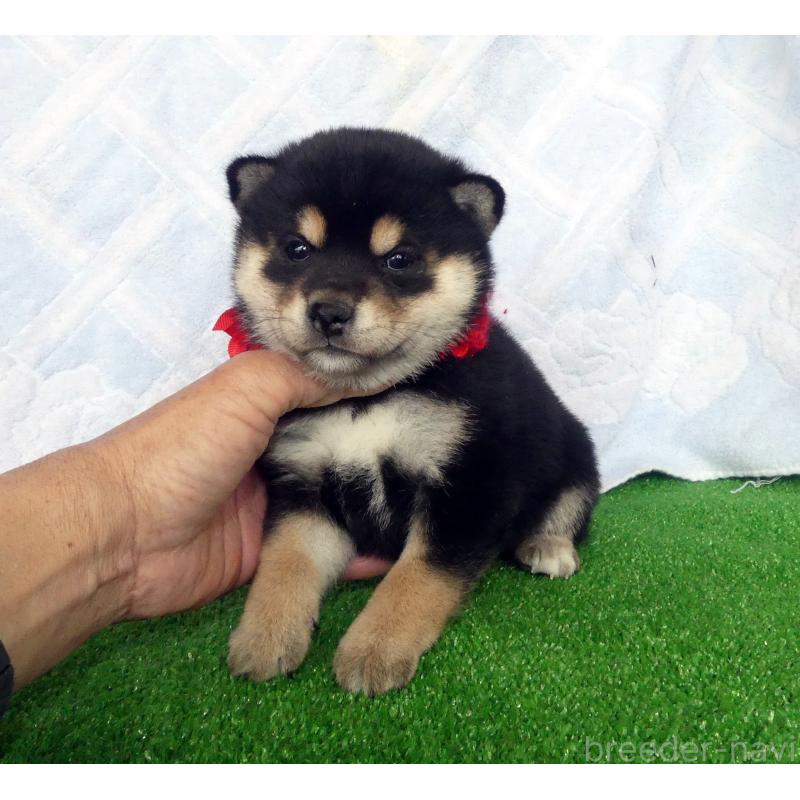 販売中の静岡県の豆柴-450963の3枚目