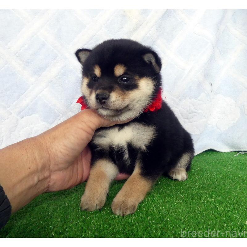 販売中の静岡県の豆柴-450963の2枚目