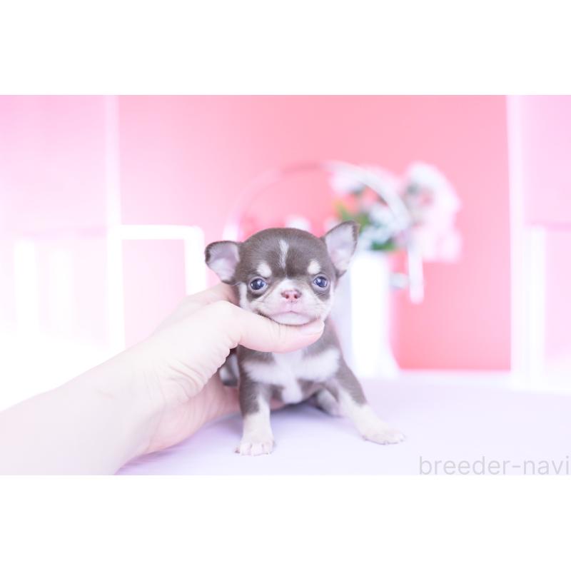 販売中の愛知県のチワワ(スムースコート)-450965の11枚目