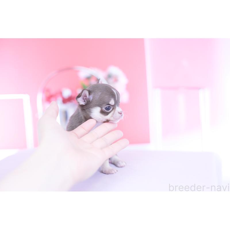 販売中の愛知県のチワワ(スムースコート)-450965の10枚目