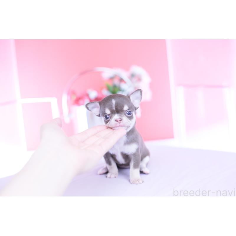 販売中の愛知県のチワワ(スムースコート)-450965の9枚目