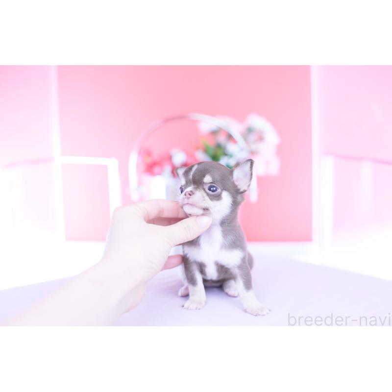 販売中の愛知県のチワワ(スムースコート)-450965の6枚目