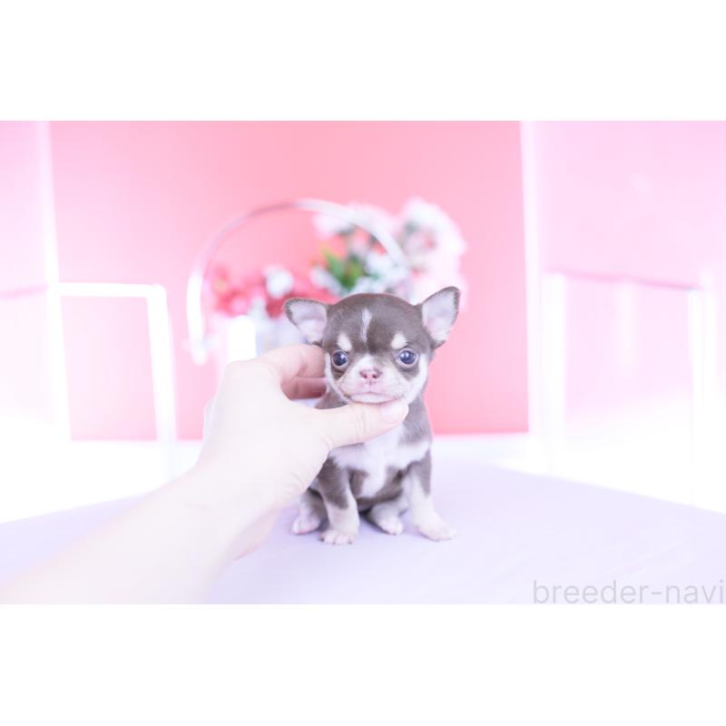 販売中の愛知県のチワワ(スムースコート)-450965の5枚目