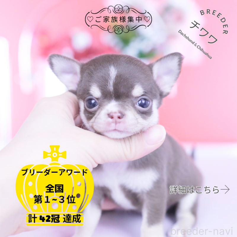 販売中の愛知県のチワワ(スムースコート)-450965
