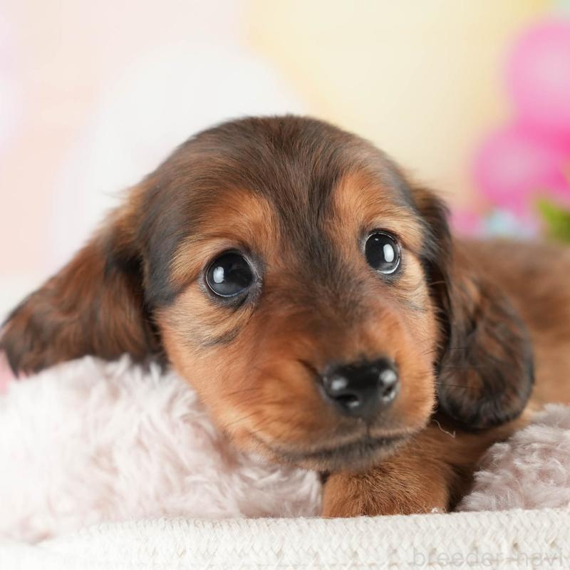 販売中の茨城県のミニチュアダックスフンド(ロングヘアード)-451170