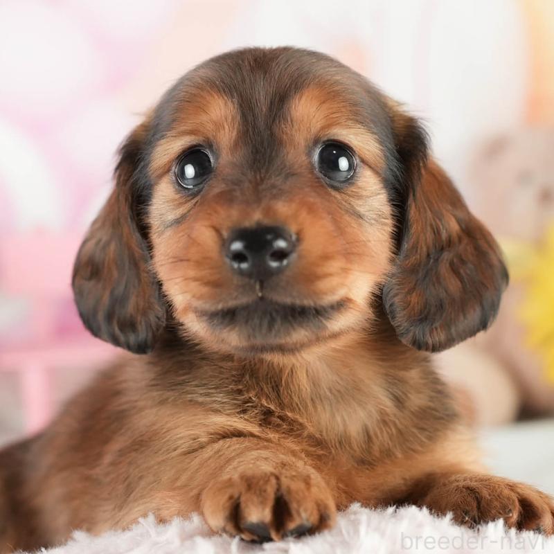 販売中の茨城県のミニチュアダックスフンド(ロングヘアード)-451170の8枚目