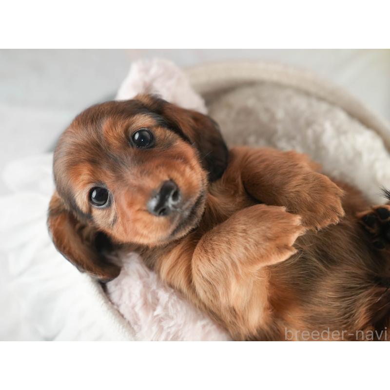 販売中の茨城県のミニチュアダックスフンド(ロングヘアード)-451170の7枚目