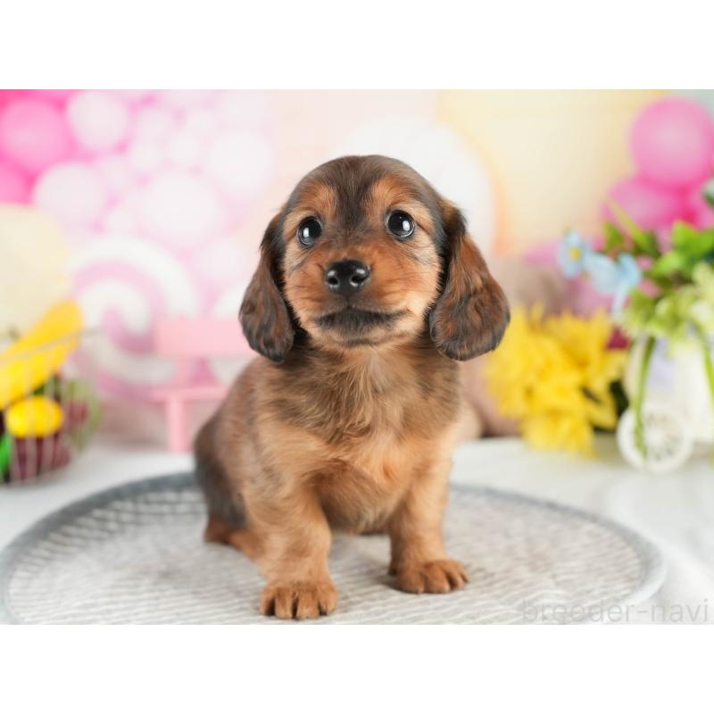 販売中の茨城県のミニチュアダックスフンド(ロングヘアード)-451170の6枚目