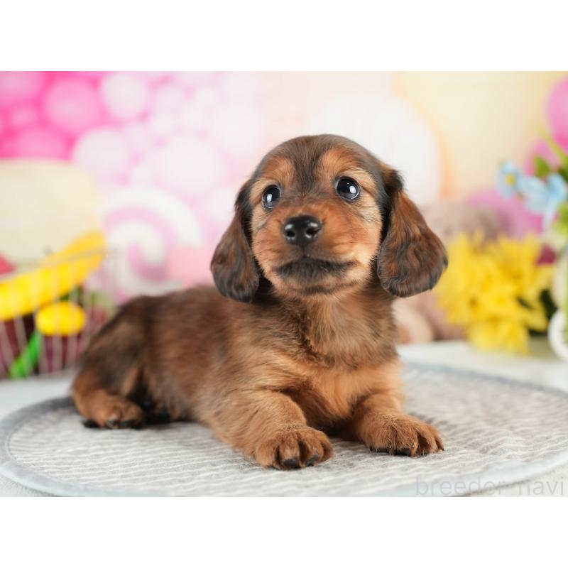 販売中の茨城県のミニチュアダックスフンド(ロングヘアード)-451170の5枚目