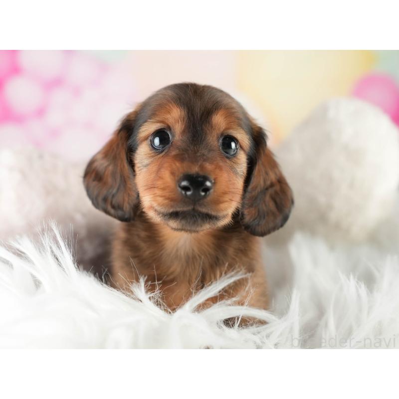 販売中の茨城県のミニチュアダックスフンド(ロングヘアード)-451170の4枚目