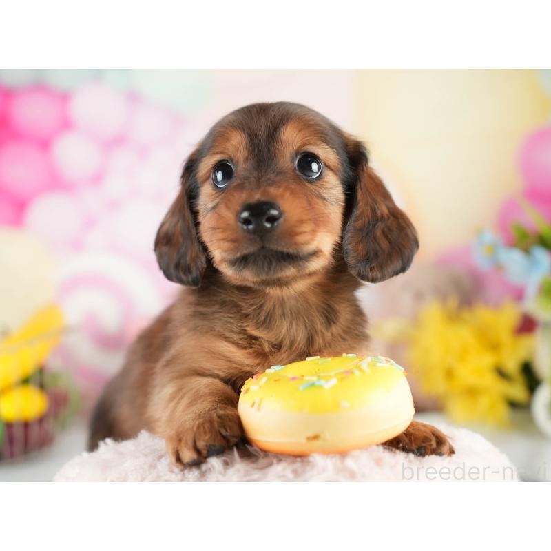 販売中の茨城県のミニチュアダックスフンド(ロングヘアード)-451170の3枚目