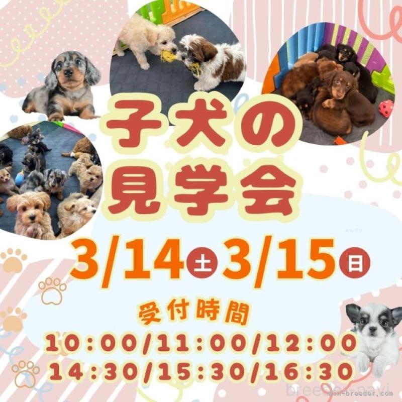 販売中の茨城県のミニチュアダックスフンド(ロングヘアード)-451169の17枚目