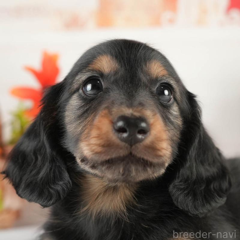 販売中の茨城県のミニチュアダックスフンド(ロングヘアード)-451169