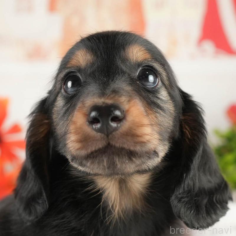 販売中の茨城県のミニチュアダックスフンド(ロングヘアード)-451169の8枚目