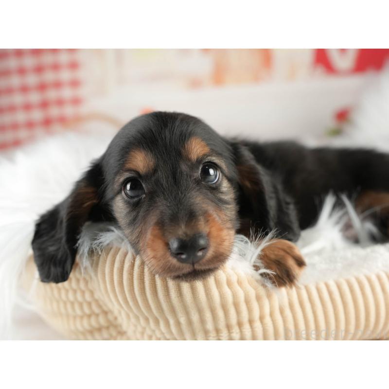 販売中の茨城県のミニチュアダックスフンド(ロングヘアード)-451169の7枚目
