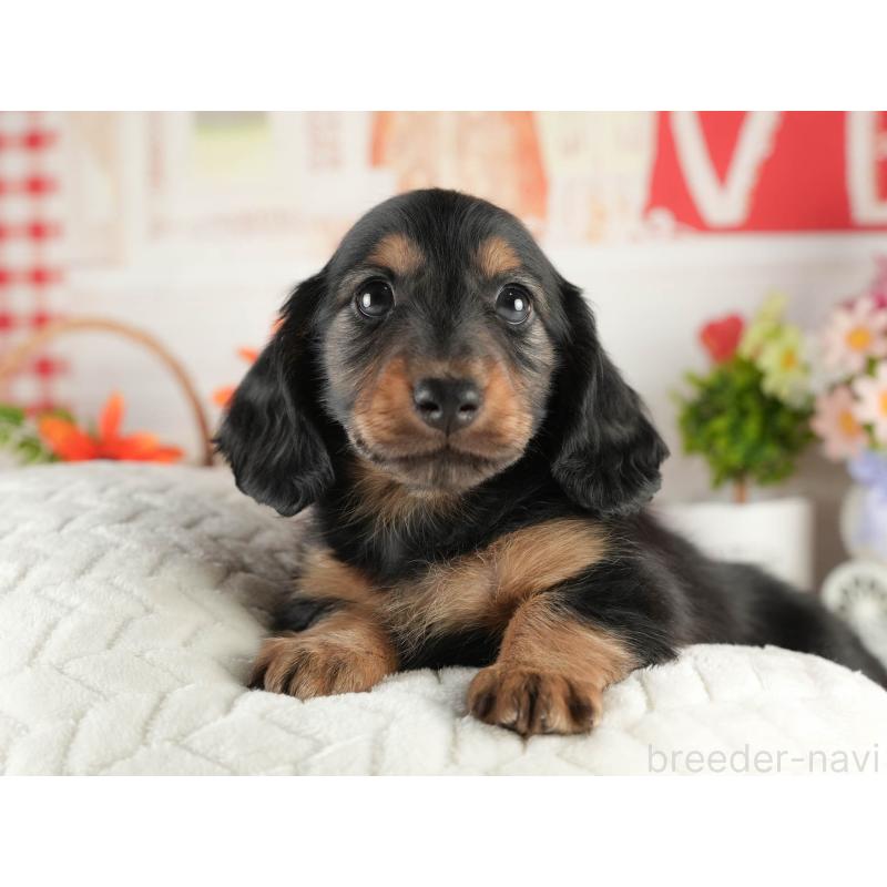 販売中の茨城県のミニチュアダックスフンド(ロングヘアード)-451169の6枚目