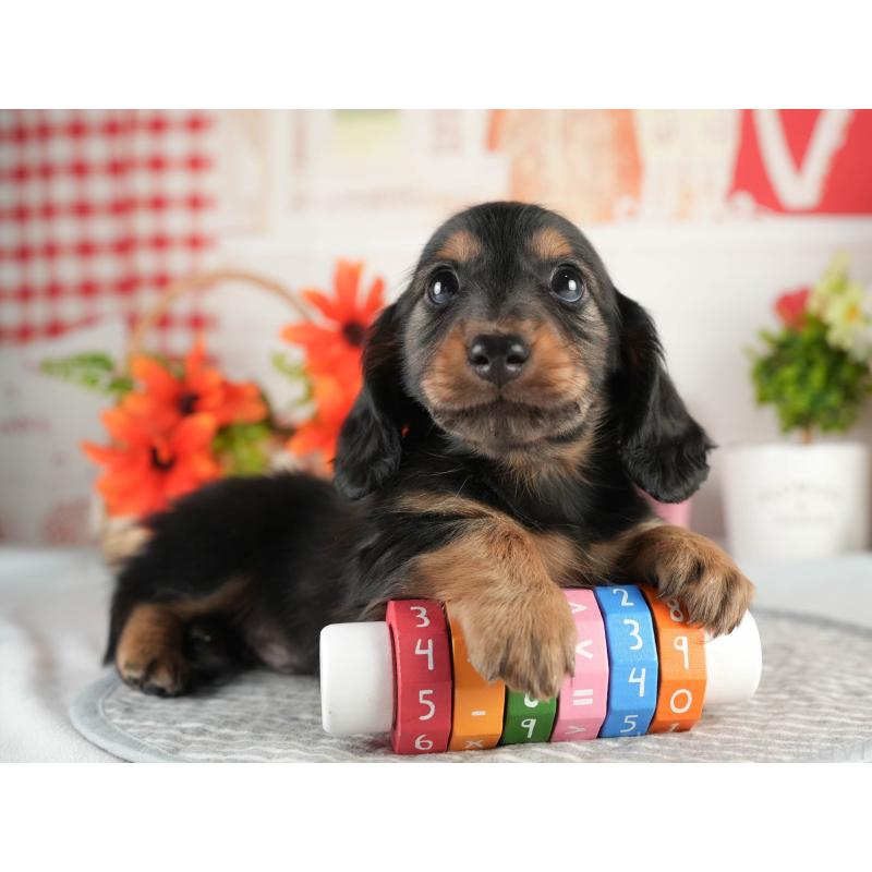 販売中の茨城県のミニチュアダックスフンド(ロングヘアード)-451169の5枚目