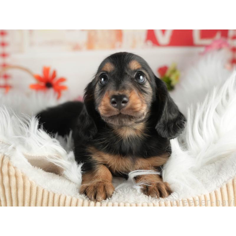 販売中の茨城県のミニチュアダックスフンド(ロングヘアード)-451169の4枚目