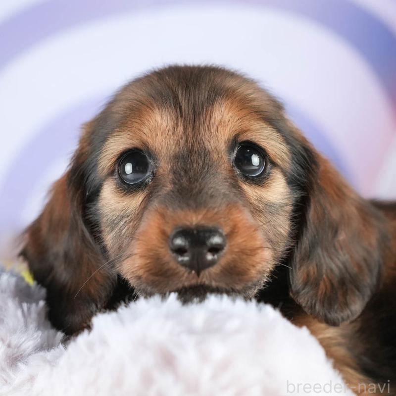 販売中の茨城県のミニチュアダックスフンド(ロングヘアード)-451167の8枚目