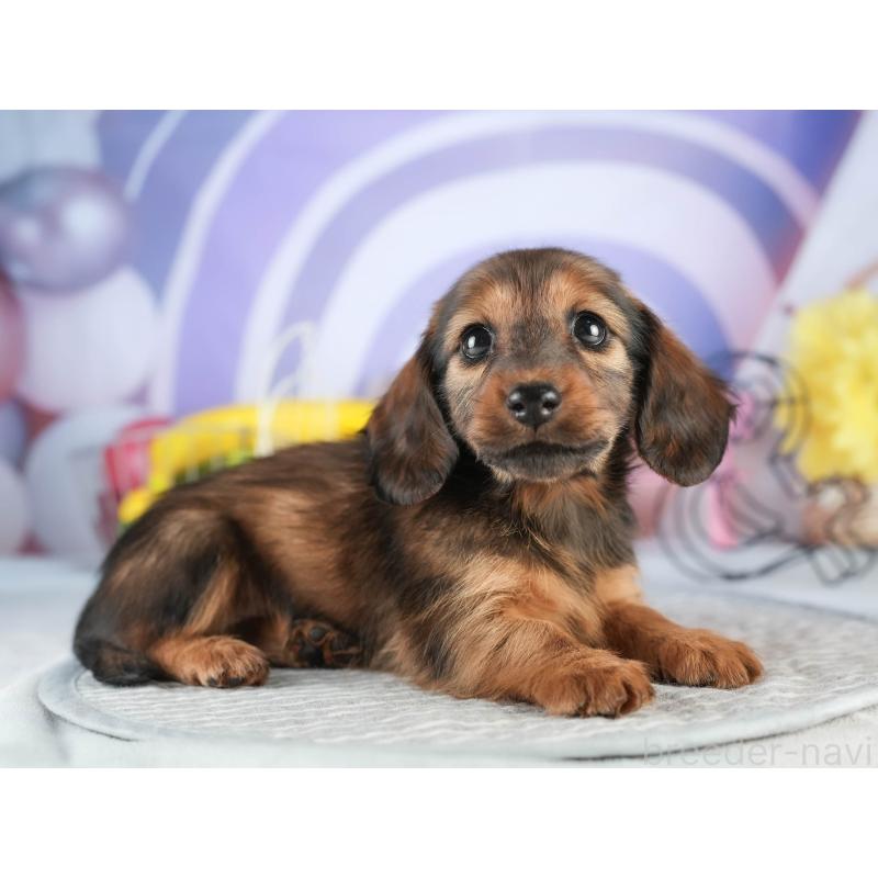 販売中の茨城県のミニチュアダックスフンド(ロングヘアード)-451167の7枚目