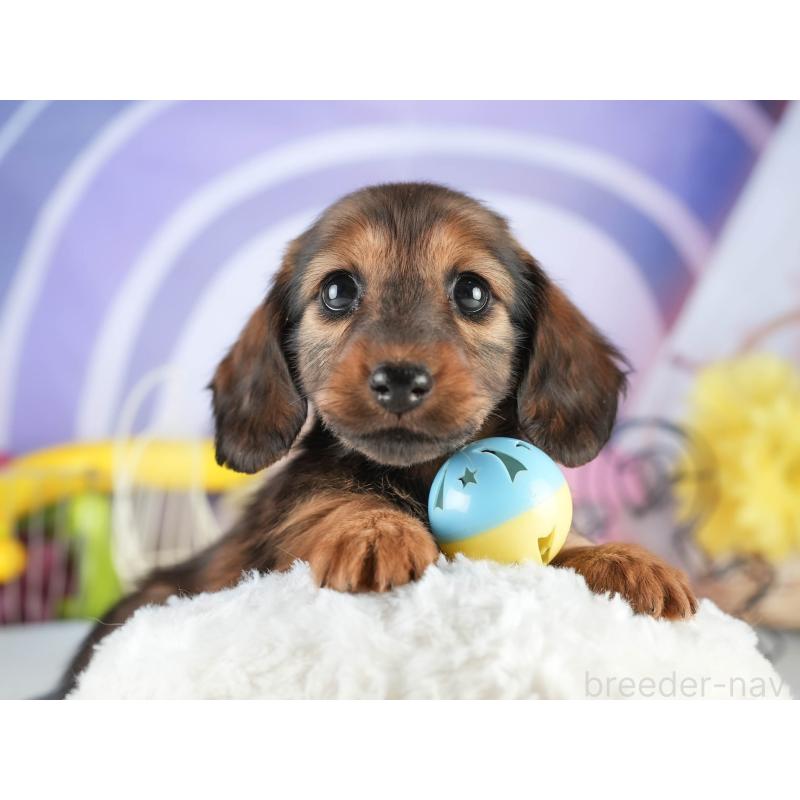 販売中の茨城県のミニチュアダックスフンド(ロングヘアード)-451167の6枚目