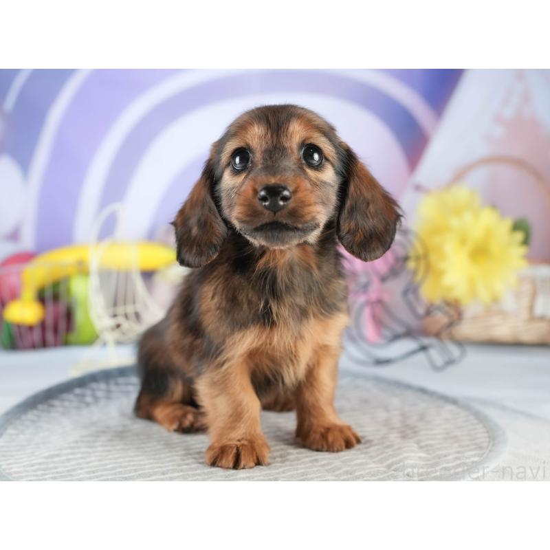 販売中の茨城県のミニチュアダックスフンド(ロングヘアード)-451167の4枚目