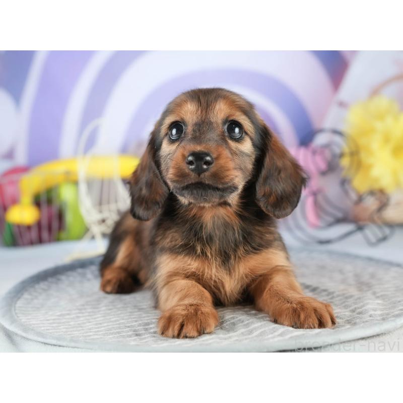 販売中の茨城県のミニチュアダックスフンド(ロングヘアード)-451167の3枚目