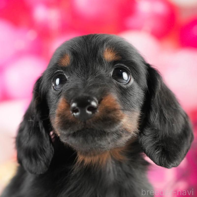 販売中の茨城県のミニチュアダックスフンド(ロングヘアード)-451165