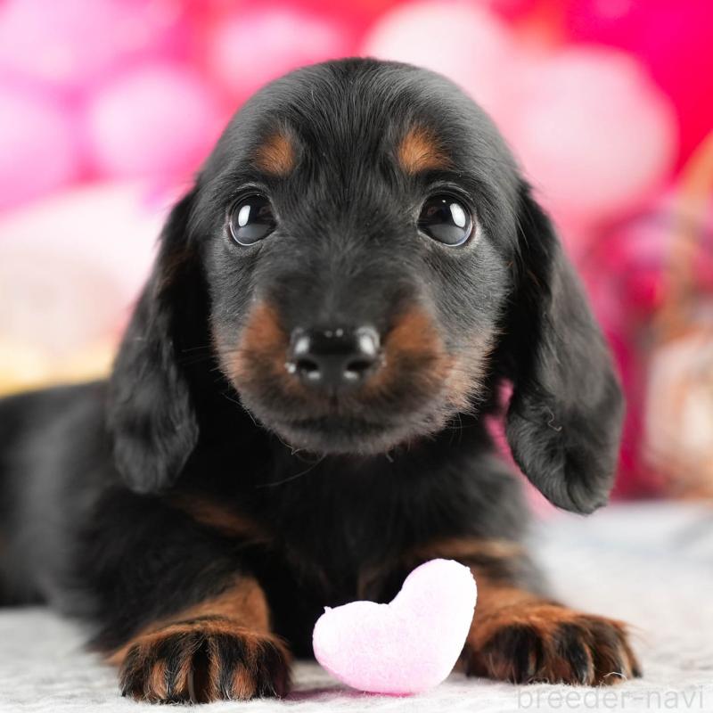 販売中の茨城県のミニチュアダックスフンド(ロングヘアード)-451165の8枚目