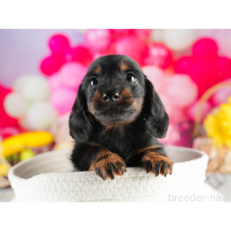 販売中の茨城県のミニチュアダックスフンド(ロングヘアード)-451165の7枚目