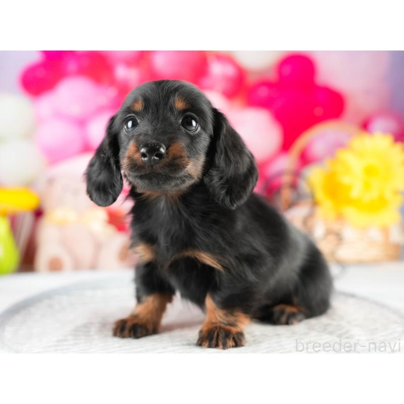 販売中の茨城県のミニチュアダックスフンド(ロングヘアード)-451165の6枚目