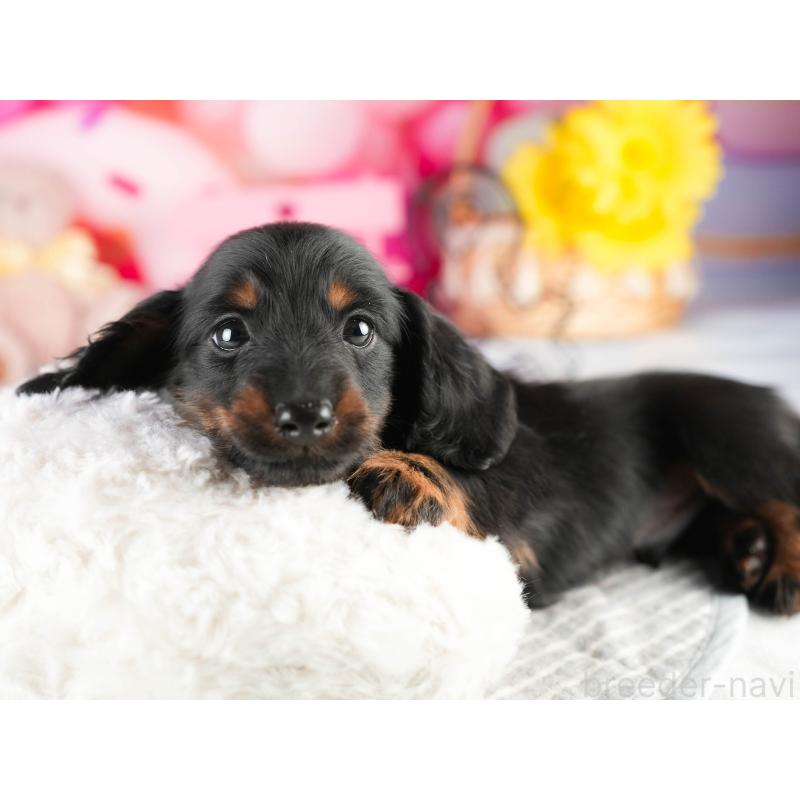 販売中の茨城県のミニチュアダックスフンド(ロングヘアード)-451165の5枚目