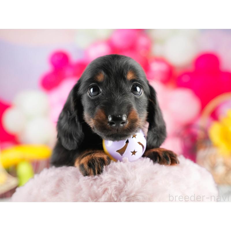 販売中の茨城県のミニチュアダックスフンド(ロングヘアード)-451165の4枚目