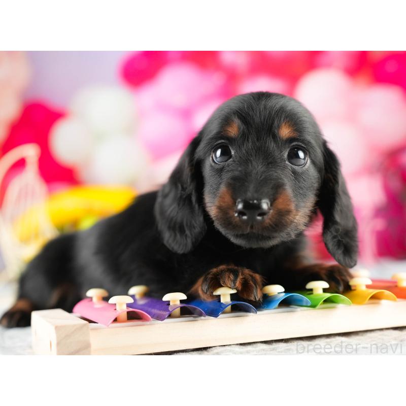 販売中の茨城県のミニチュアダックスフンド(ロングヘアード)-451165の3枚目