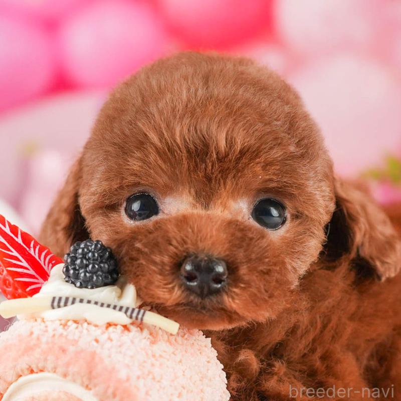 販売中の茨城県のタイニープードル-451163の8枚目