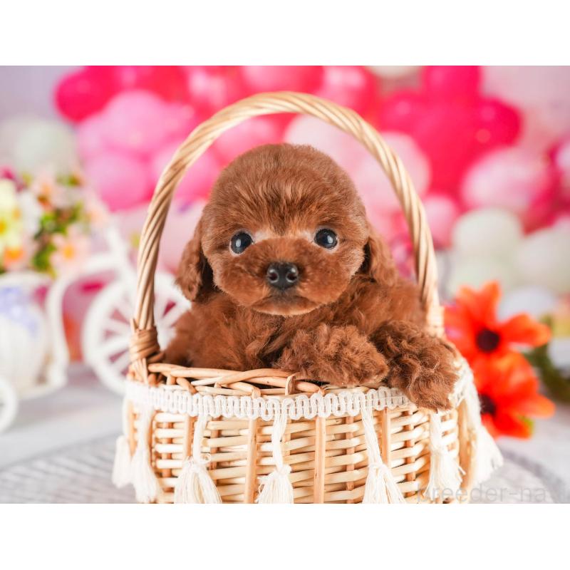 販売中の茨城県のタイニープードル-451163の7枚目