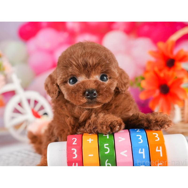販売中の茨城県のタイニープードル-451163の6枚目