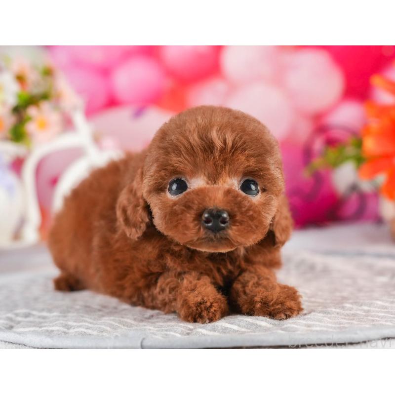 販売中の茨城県のタイニープードル-451163の4枚目