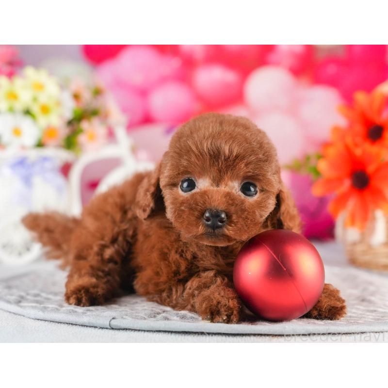 販売中の茨城県のタイニープードル-451163の3枚目